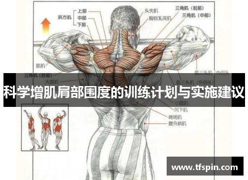 科学增肌肩部围度的训练计划与实施建议